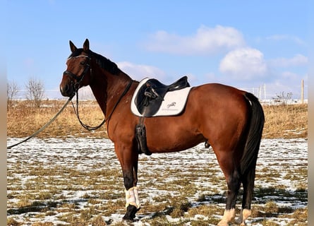 Otras razas Mestizo, Caballo castrado, 14 años, 162 cm, Castaño