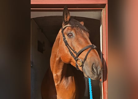 Otras razas Mestizo, Caballo castrado, 14 años, 162 cm, Castaño