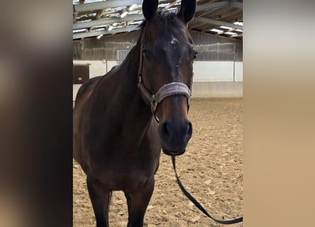 Otras razas, Caballo castrado, 14 años, 164 cm, Castaño oscuro