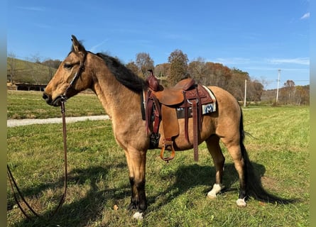 Otras razas, Caballo castrado, 15 años, 152 cm, Buckskin/Bayo