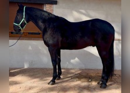 Otras razas Mestizo, Caballo castrado, 16 años, 170 cm, Negro