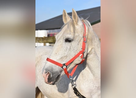 Otras razas, Caballo castrado, 17 años, 158 cm, Tordo