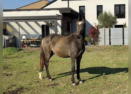 Otras razas, Caballo castrado, 1 año, 160 cm, Buckskin/Bayo