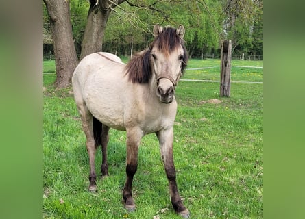 Otras razas, Caballo castrado, 2 años, 148 cm, Bayo