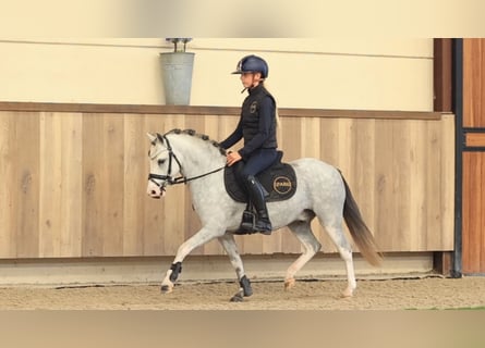 Otras razas, Caballo castrado, 3 años, 122 cm