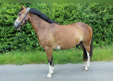 Otras razas, Caballo castrado, 3 años, 145 cm, Castaño oscuro