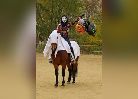 Otras razas Mestizo, Caballo castrado, 3 años, 149 cm, Castaño rojizo