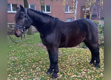 Otras razas, Caballo castrado, 3 años, 150 cm, Castaño