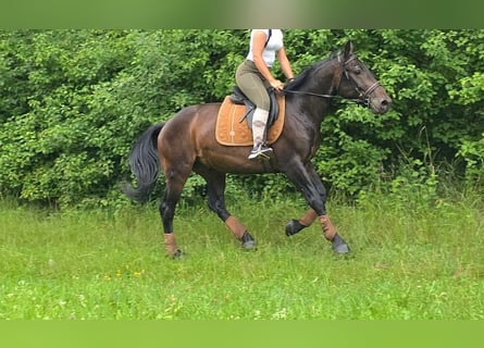 Otras razas, Caballo castrado, 3 años, 151 cm, Castaño oscuro