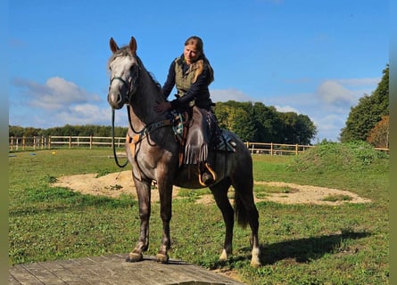 Otras razas, Caballo castrado, 3 años, 153 cm, Tordo