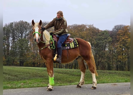 Otras razas, Caballo castrado, 3 años, 154 cm, Alazán