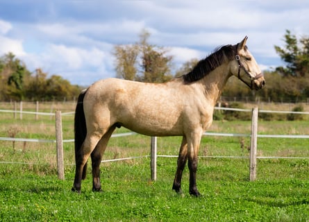 Otras razas, Caballo castrado, 3 años, 160 cm, Bayo