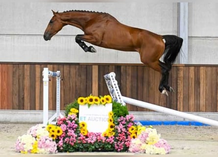 Otras razas, Caballo castrado, 3 años, 165 cm