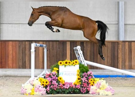 Otras razas, Caballo castrado, 3 años, 169 cm