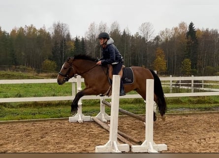 Otras razas, Caballo castrado, 4 años, 139 cm, Castaño rojizo