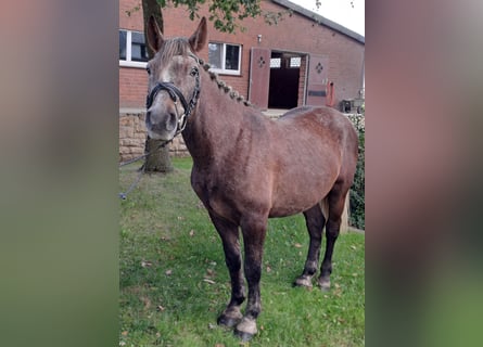 Otras razas, Caballo castrado, 4 años, 143 cm, Tordo ruano