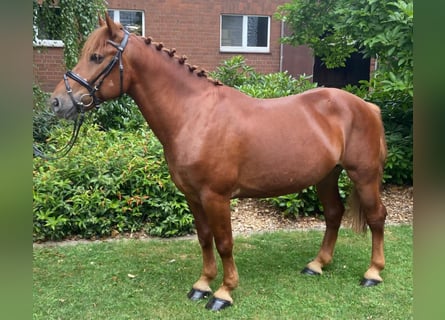 Otras razas, Caballo castrado, 4 años, 145 cm, Alazán