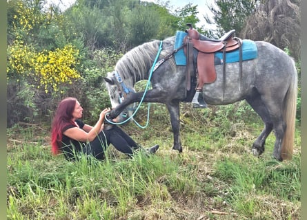 Otras razas, Caballo castrado, 4 años, 145 cm, Tordo rodado