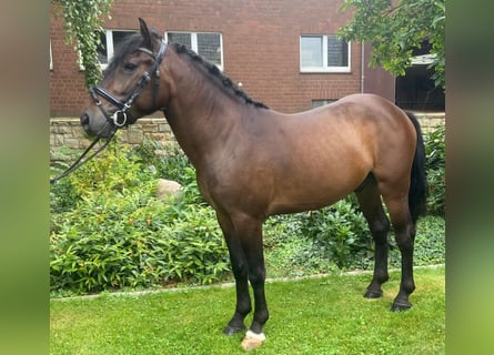 Otras razas, Caballo castrado, 4 años, 146 cm, Castaño