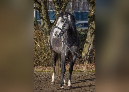 Otras razas, Caballo castrado, 4 años, 148 cm, Tordo