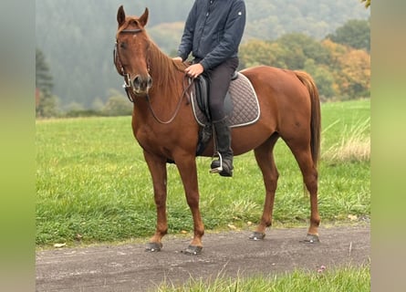Otras razas, Caballo castrado, 4 años, 150 cm, Alazán