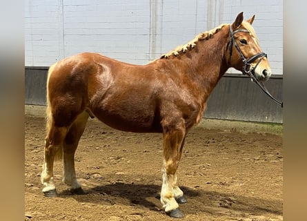 Otras razas, Caballo castrado, 4 años, 152 cm, Alazán