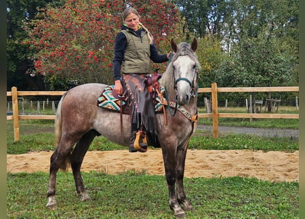 Otras razas, Caballo castrado, 4 años, 154 cm, Tordo rodado