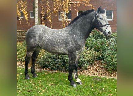 Otras razas, Caballo castrado, 4 años, 155 cm, Tordo