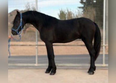 Otras razas Mestizo, Caballo castrado, 4 años, 158 cm, Negro