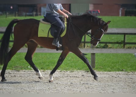 Otras razas, Caballo castrado, 4 años, 160 cm, Castaño