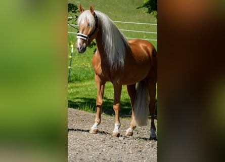 Otras razas, Caballo castrado, 4 años, 162 cm, Palomino