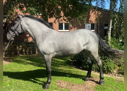 Otras razas, Caballo castrado, 4 años, 163 cm, Tordo