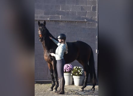Otras razas, Caballo castrado, 4 años, 165 cm, Castaño oscuro