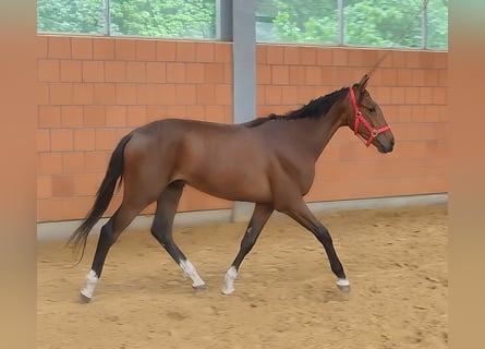 Otras razas, Caballo castrado, 4 años, 167 cm, Castaño