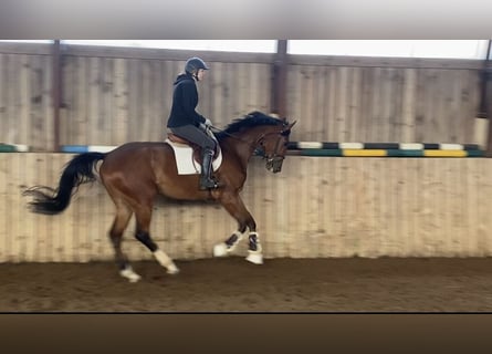 Otras razas, Caballo castrado, 4 años, 172 cm, Castaño rojizo