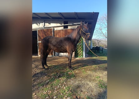 Otras razas, Caballo castrado, 4 años, Castaño oscuro