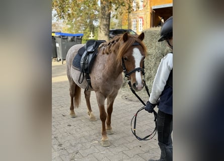 Otras razas, Caballo castrado, 5 años, 120 cm, Alazán