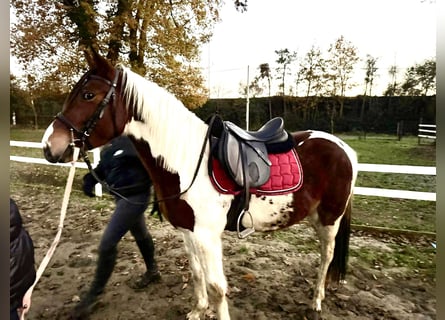 Otras razas, Caballo castrado, 5 años, 145 cm, Pío