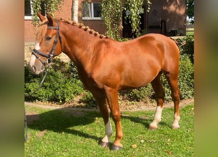 Otras razas, Caballo castrado, 5 años, 146 cm, Alazán
