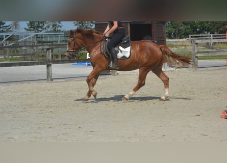 Otras razas, Caballo castrado, 5 años, 147 cm, Alazán