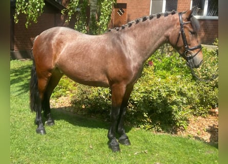 Otras razas, Caballo castrado, 5 años, 149 cm, Tordo ruano