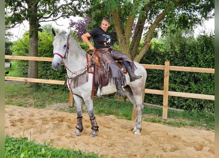 Otras razas, Caballo castrado, 5 años, 156 cm, Tordo