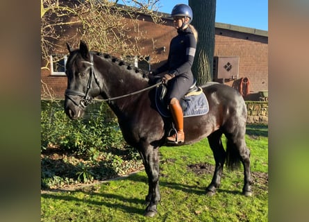 Otras razas, Caballo castrado, 5 años, 160 cm, Negro