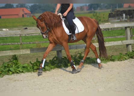 Otras razas, Caballo castrado, 5 años, 162 cm, Alazán