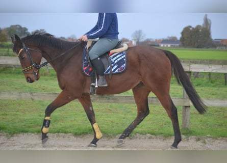 Otras razas, Caballo castrado, 5 años, 162 cm, Castaño