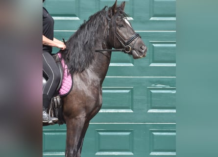 Otras razas, Caballo castrado, 5 años, 162 cm, Tordillo negro