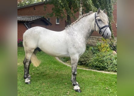 Otras razas, Caballo castrado, 5 años, 164 cm, Tordo