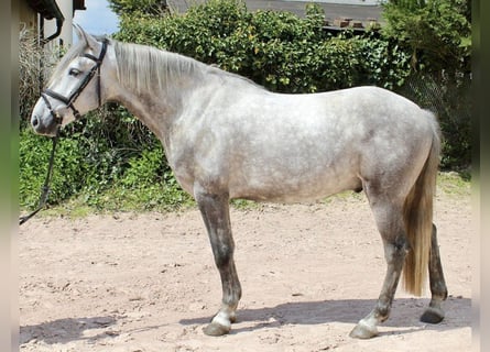 Otras razas, Caballo castrado, 5 años, 164 cm, Tordo rodado