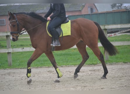 Otras razas, Caballo castrado, 5 años, 165 cm, Castaño