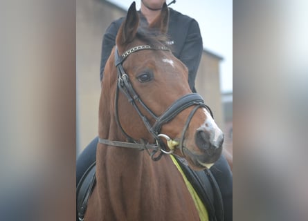 Otras razas, Caballo castrado, 5 años, 165 cm, Castaño